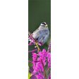 RUFOUS HUMMINGBIRD - 3D Lenticular Bookmark -NEW For Cheap