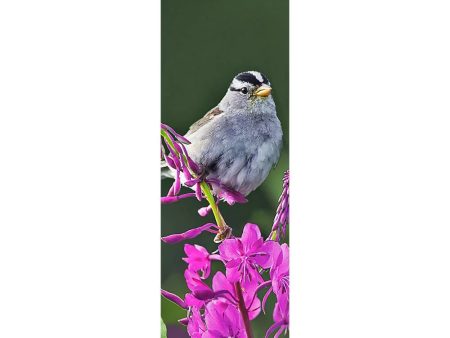 RUFOUS HUMMINGBIRD - 3D Lenticular Bookmark -NEW For Cheap