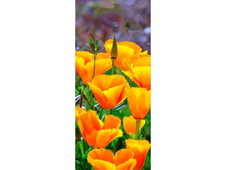 CALIFORNIA POPPIES - 3D Clip-On Lenticular Bookmark - NEW For Cheap