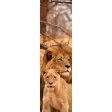 LIONS - 3D Lenticular Bookmark - NEW Discount