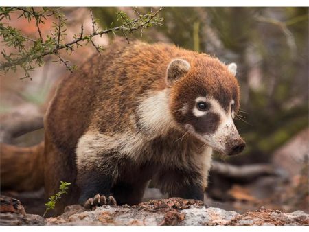 Coatimundi - 3D Lenticular Postcard Greeting Cardd - NEW Hot on Sale