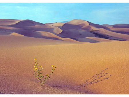 Sand Dunes - 3D Lenticular Postcard Greeting Card - NEW Online