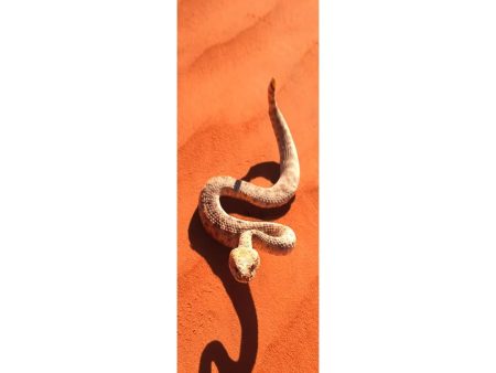 SIDEWINDER SNAKE - 3D Lenticular Bookmark -NEW Online now