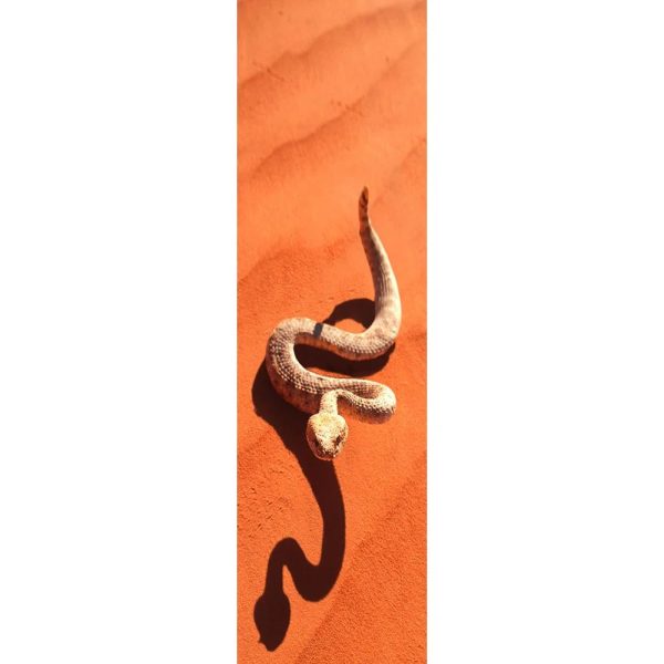 SIDEWINDER SNAKE - 3D Lenticular Bookmark -NEW Online now