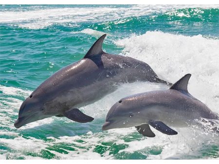 DOLPHIN PAIR - 3D Postcard Lenticular Greeting Card on Sale