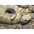 Black-Tailed Rattlesnake - 3D Lenticular Postcard Greeting Card - NEW For Discount