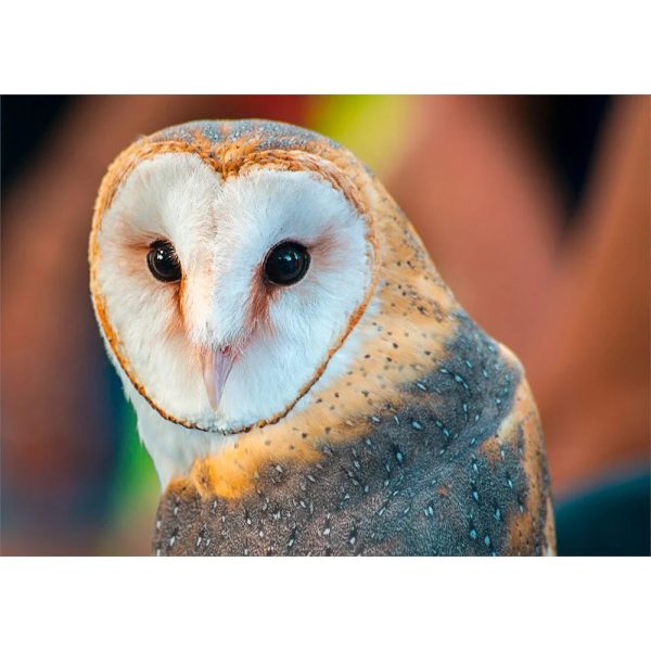 Barn Owl - 3D Action Lenticular Postcard Greeting Card Supply