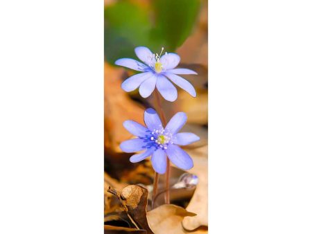 COMMON HEPATICA - 3D Clip-On Lenticular Bookmark - NEW Online