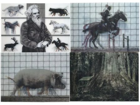 Eadweard Muybridge 4 - Locomotion Photographic Lenticular Postcards  Greeting Cards - NEW For Cheap