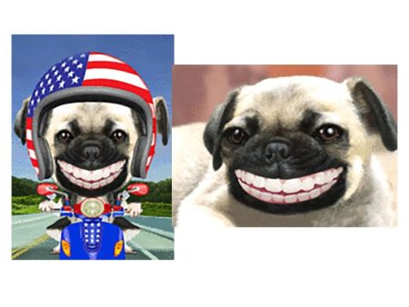 Pug- Smiling, Pug in a Bike - 2 3D Lenticular Humorous Postcards  - NEW For Discount