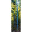 FOREST - 3D Lenticular Bookmark - NEW Sale