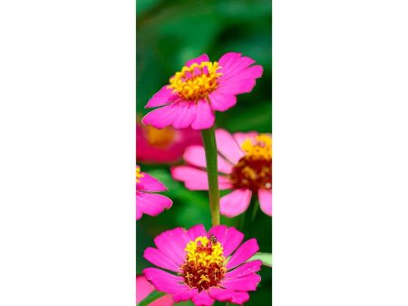 ZINNIA - 3D Clip-On Lenticular Bookmark -NEW Supply