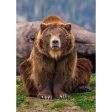 Grizzly Sitting - 3D Lenticular Postcard Greeting Cardd - NEW Online Sale