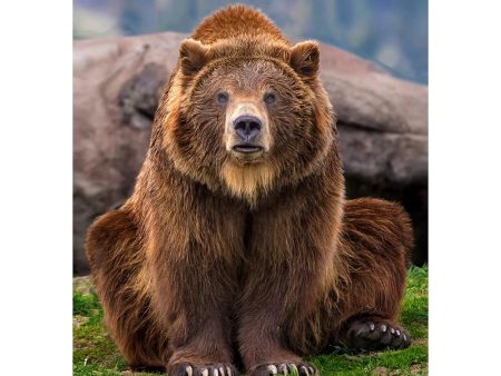 Grizzly Sitting - 3D Lenticular Postcard Greeting Cardd - NEW Online Sale