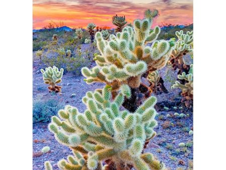 Jumping Cholla - 3D Postcard  Greeting Card- NEW For Discount