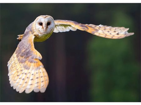 Barn Owl - 3D Action Lenticular Postcard Greeting Card Supply