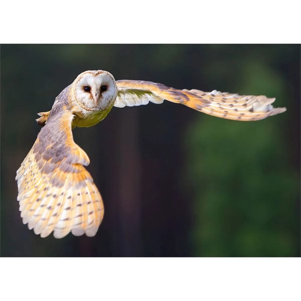 Barn Owl - 3D Action Lenticular Postcard Greeting Card Supply