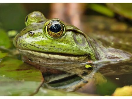 AMERICAN BULLFROG - 3D Lenticular Post Card Greeting Card - NEW Hot on Sale