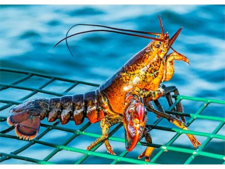 AMERICAN LOBSTER - 3D Lenticular Postcard Greeting Card Online Sale