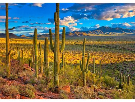 Sonoran Desert - 3D Postcard  Greeting Card - NEW For Discount