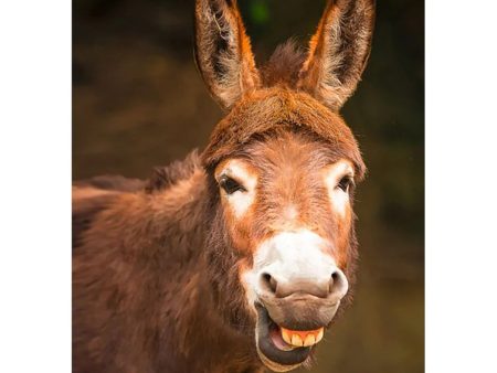 Donkey Close-up - Lenticular 3D Postcard Greeting Cardd - NEW Online