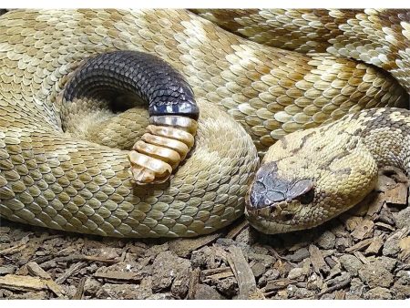 Black-Tailed Rattlesnake - 3D Lenticular Postcard Greeting Card - NEW For Discount